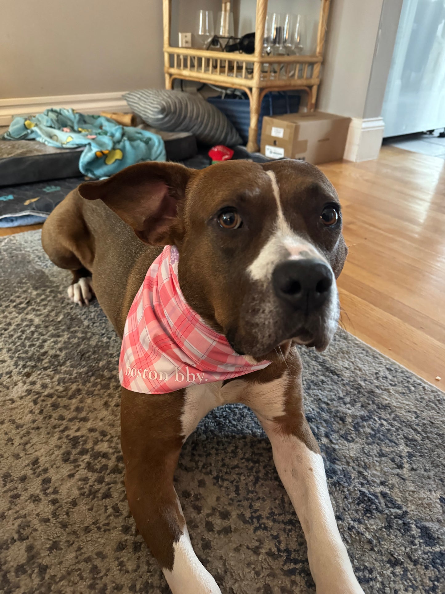 boston bby. Reversible Bandana